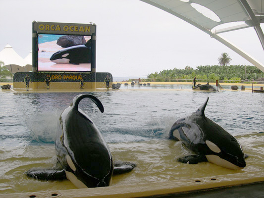 Orca at Loro Parque